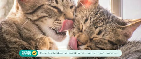 Two cats grooming each other. This article has been checked by a vet.