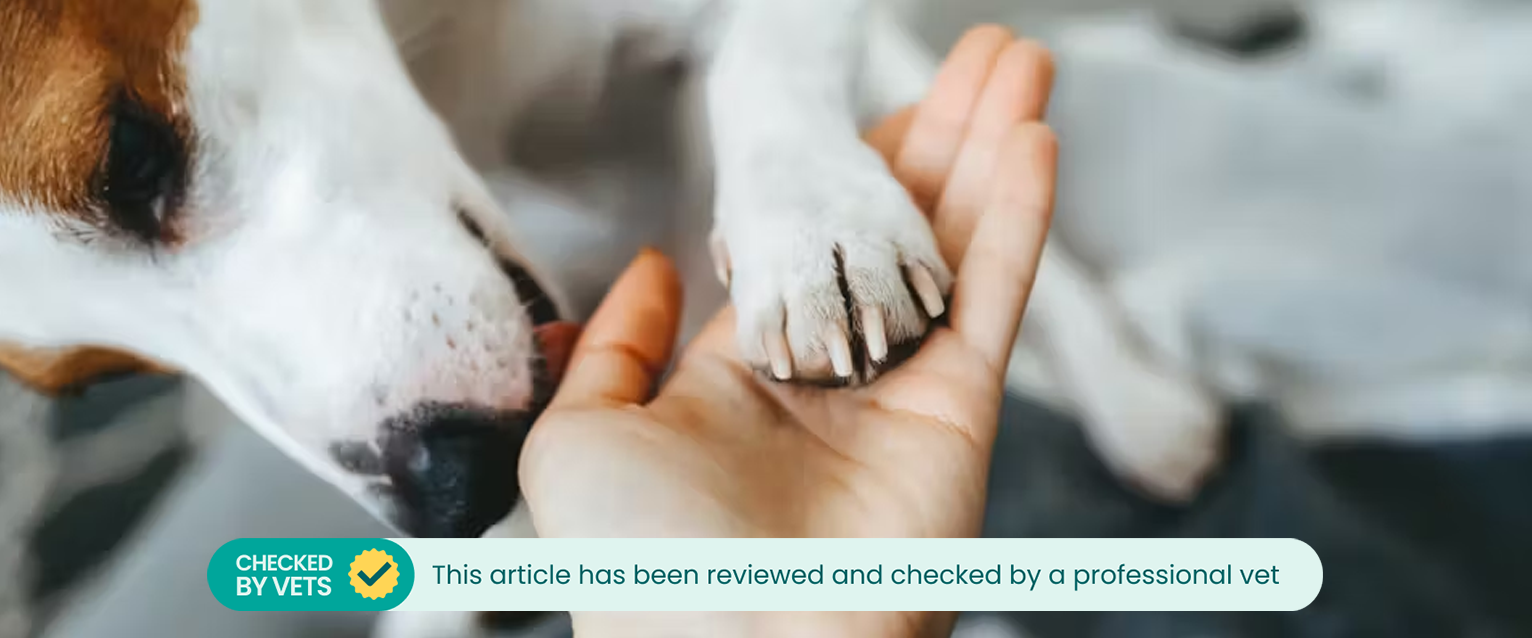 Dog licking his owner's wounds. This article has been checked by a vet. 