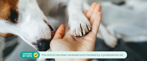 Dog licking his owner's wounds. This article has been checked by a vet.