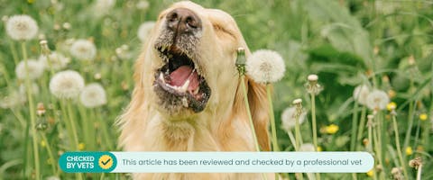 A dog sneezing from canine allergies. This article has been checked by a vet.