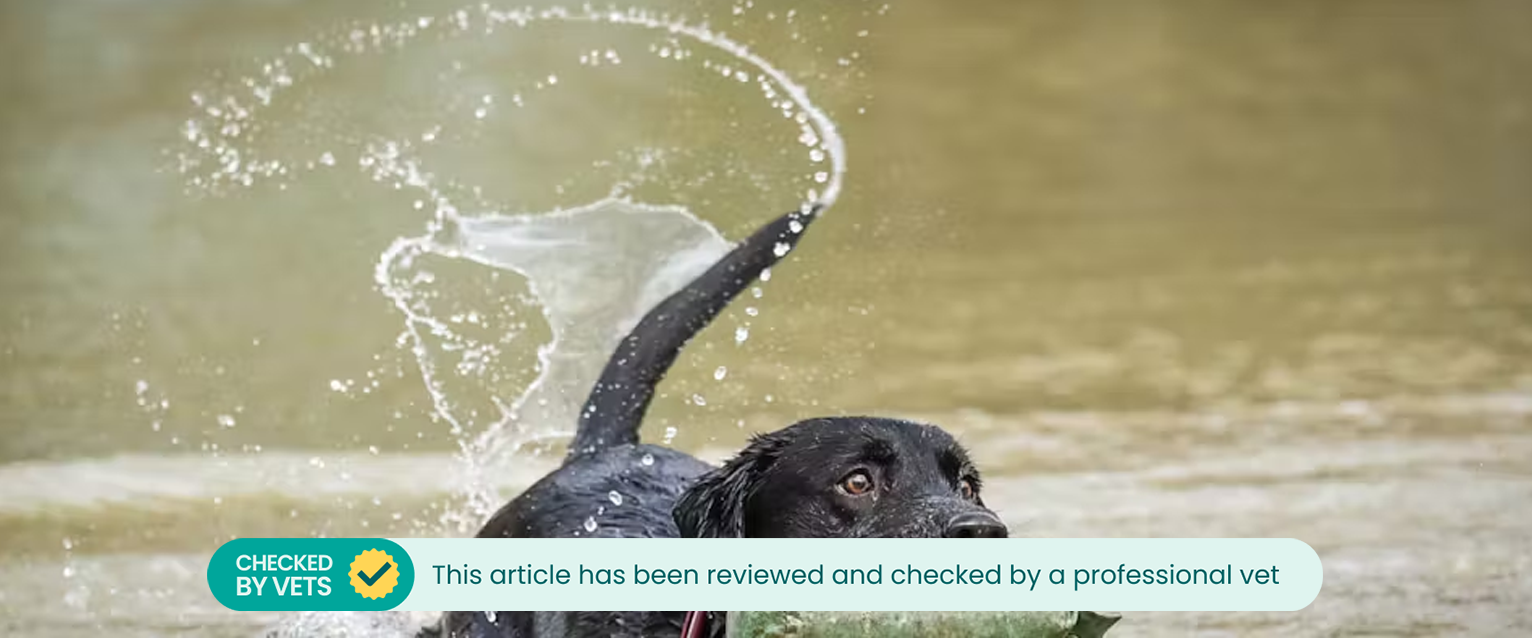 a black Labrador retrieving a toy from a river with a wagging tail. This article has been reviewed by a vet. 