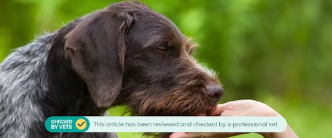 Dog licking their owner's hand. This article has been reviewed by a vet.