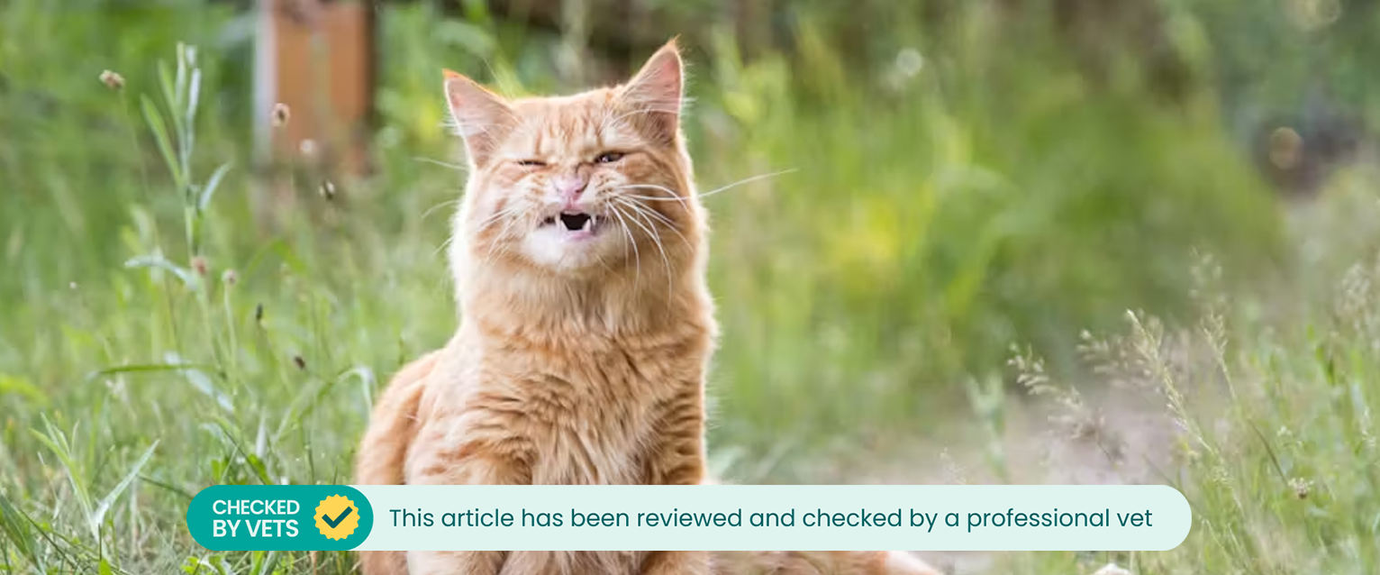 a ginger cat grinding teeth in an overgrown garden. This article has been checked by a vet. 