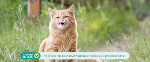 a ginger cat grinding teeth in an overgrown garden. This article has been checked by a vet.