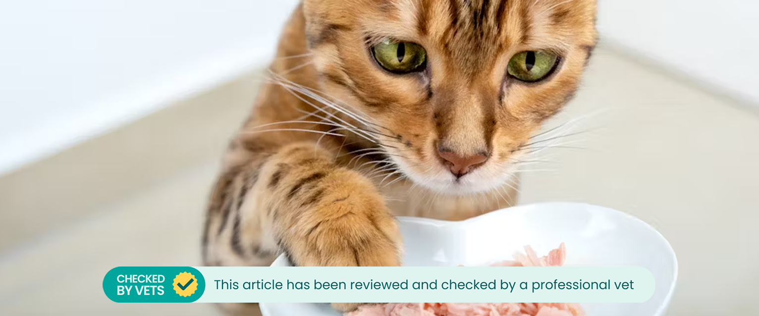 a Bengal cat reaching a paw up to examine a plate of wet cat food. This article has been reviewed by a vet. 