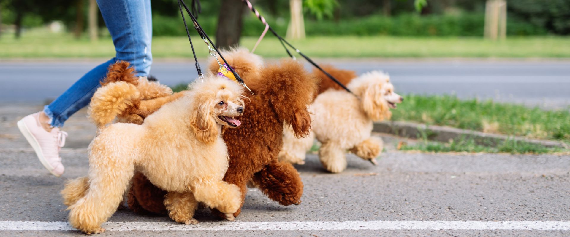 Dog walker walking a group of Poodles