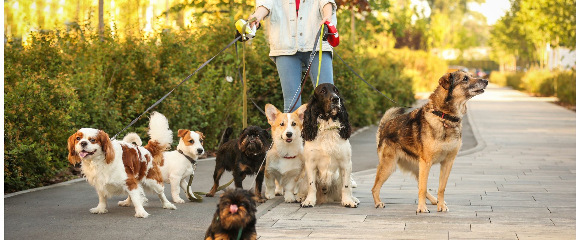 how-much-do-dog-walkers-charge-average-cost-of-dog-walkers