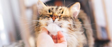 Tabby cat being scratched on the chin