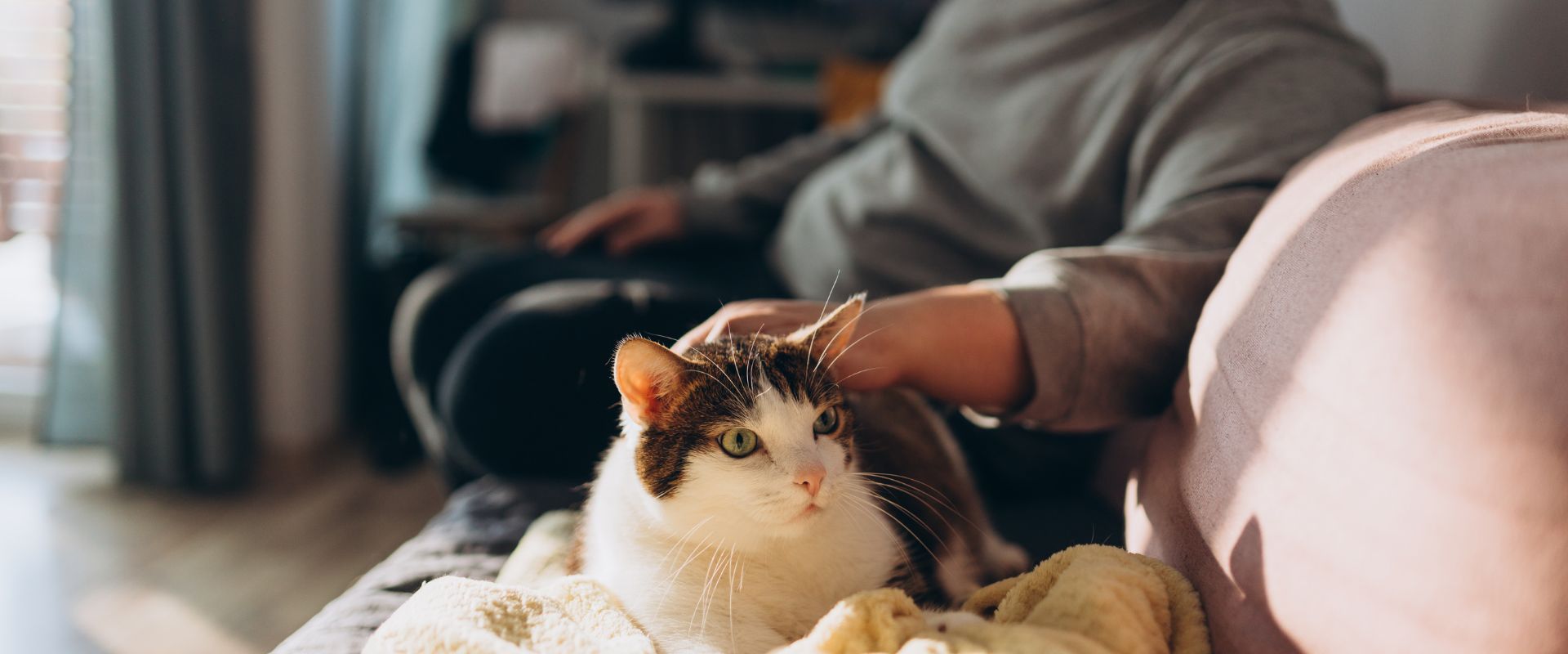 Cat Sitter Prices Near You | Local Cat Sitting Rates ...