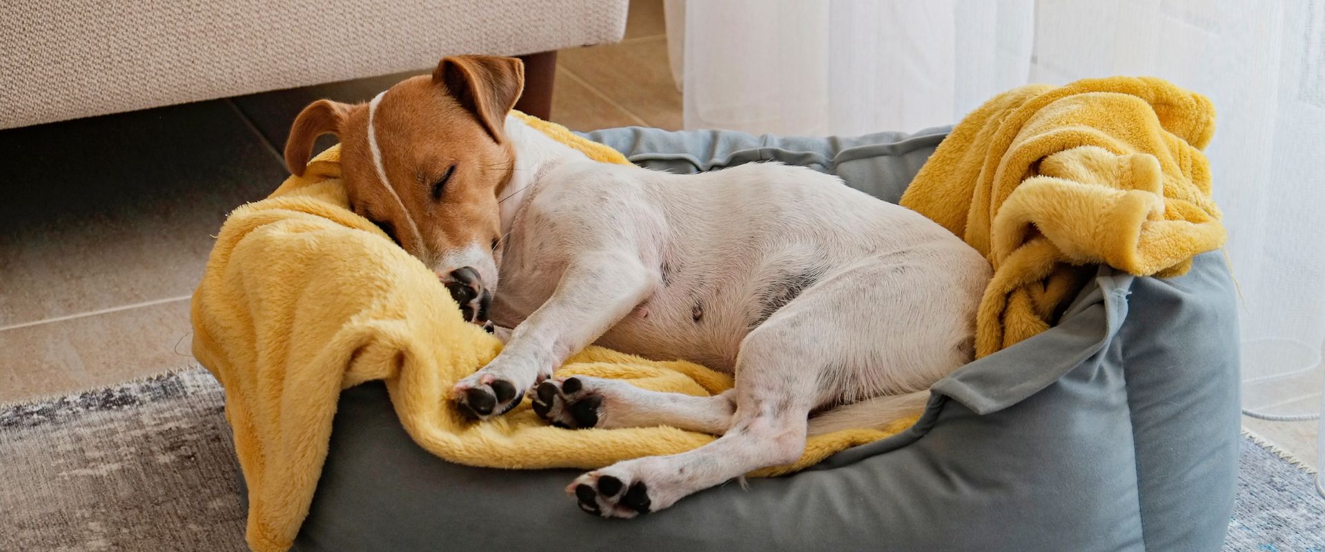 Jack Russel terrier puppy resting on a dog bed with a yellow blanket