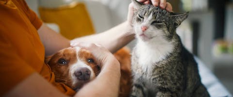 Pet owner stroking their cat and dog together on a couch