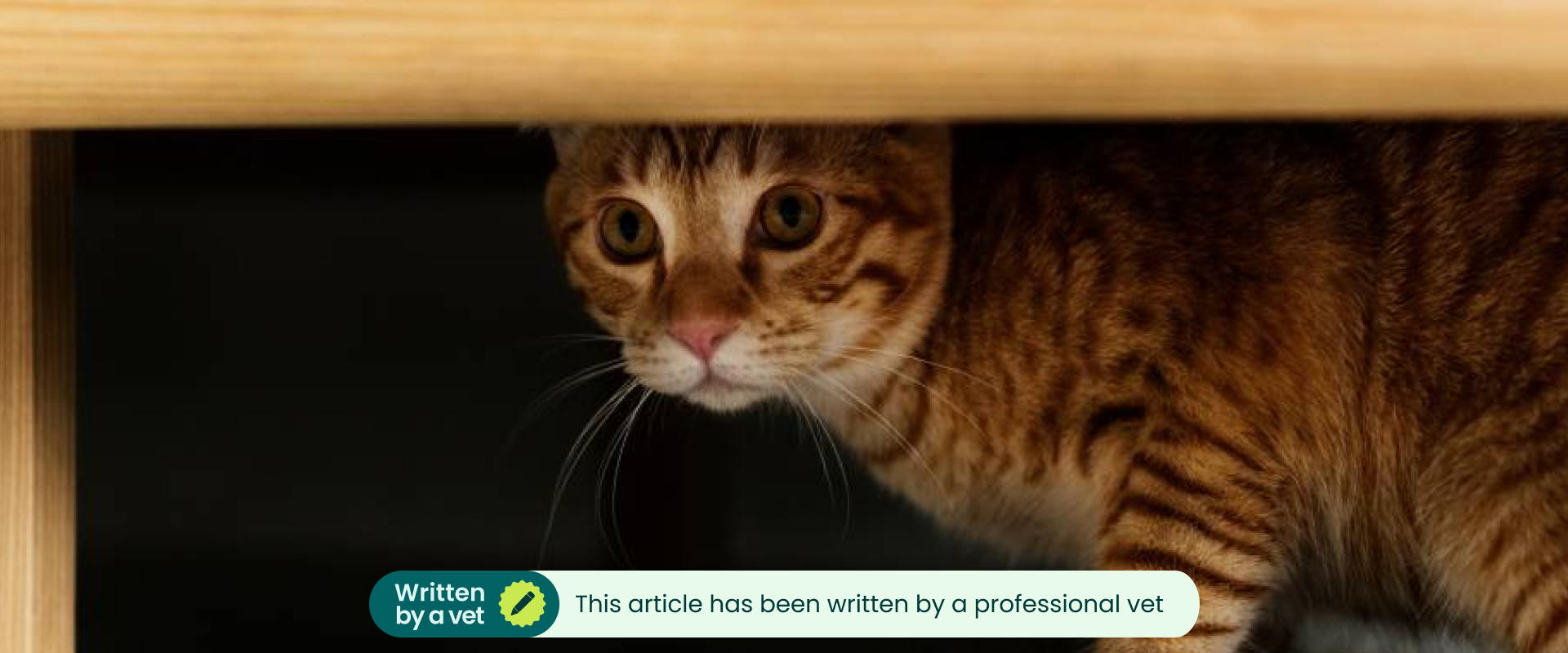 A cat hiding. This article has been written by a professional vet.