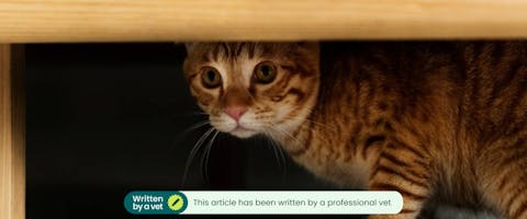 A cat hiding. This article has been written by a professional vet.