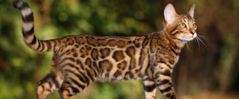 the side view of a young Bengal cat outside