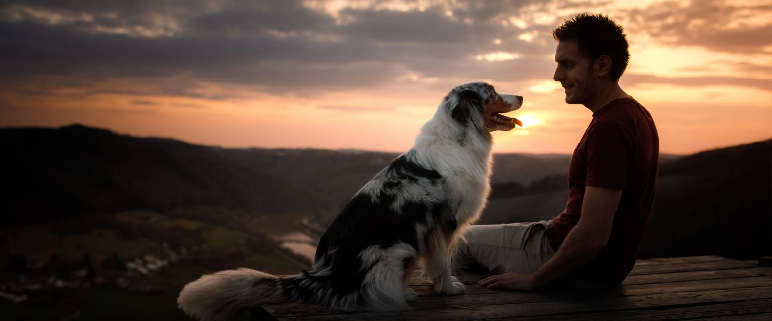 an Australian Shepherd facing a smiling man with a sun setting behind them