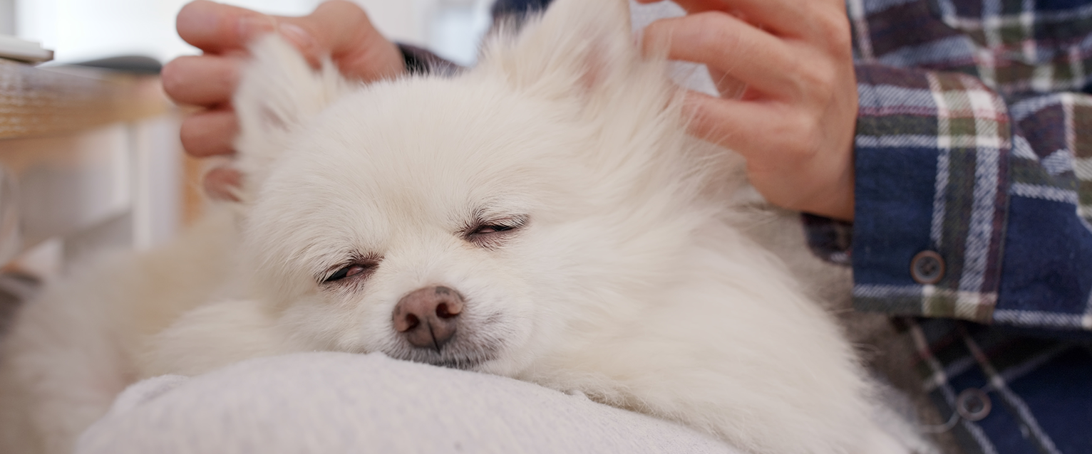 A spoiled dog enjoying a massage