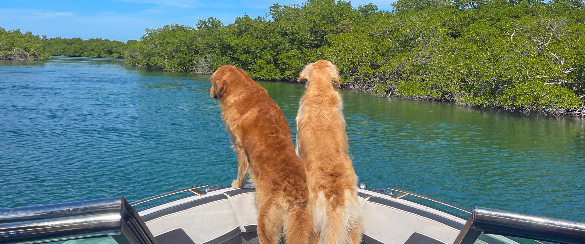 two Golden Retrievers looking over the side of a speed boat in Tampa, Florida