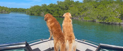 two Golden Retrievers looking over the side of a speed boat in Tampa, Florida