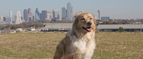 a Golden Retriever sat in a park with the Fort Worth skyline behind it
