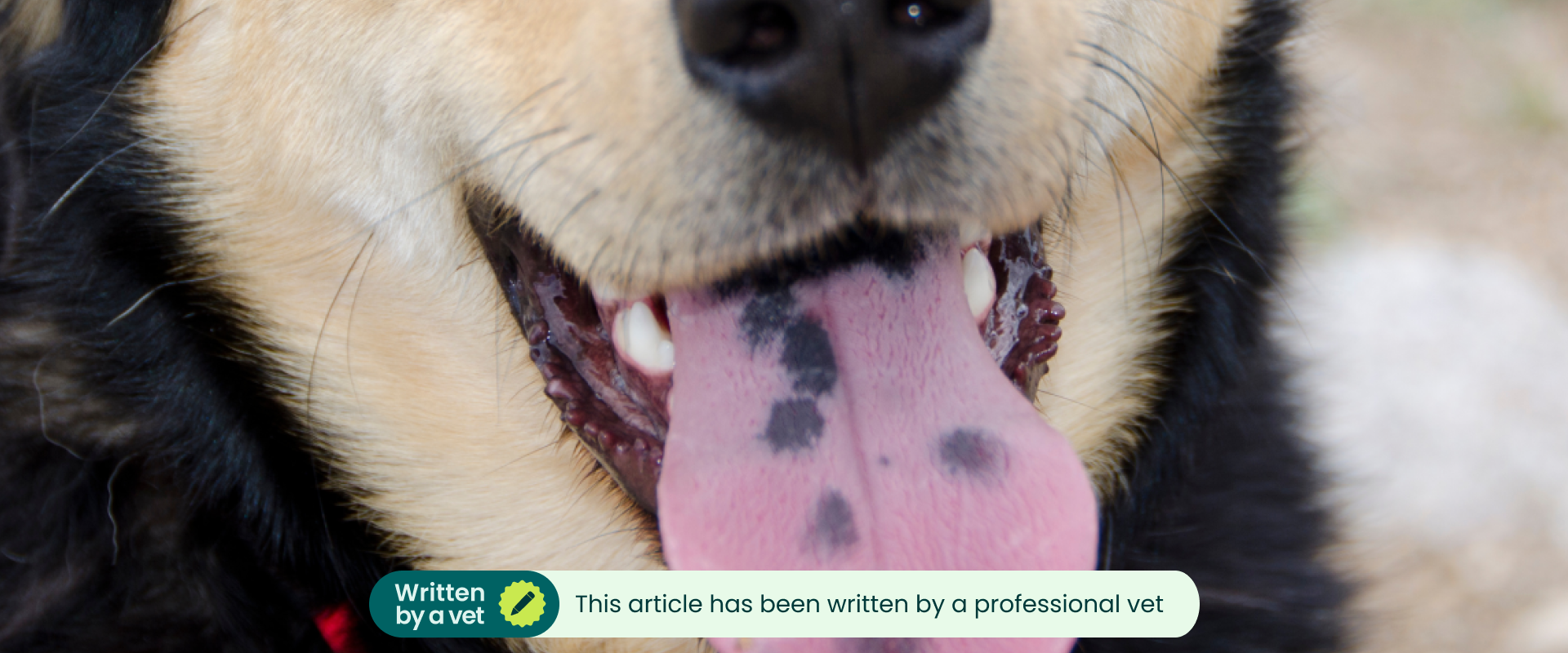 A dog with a spotted tongue.