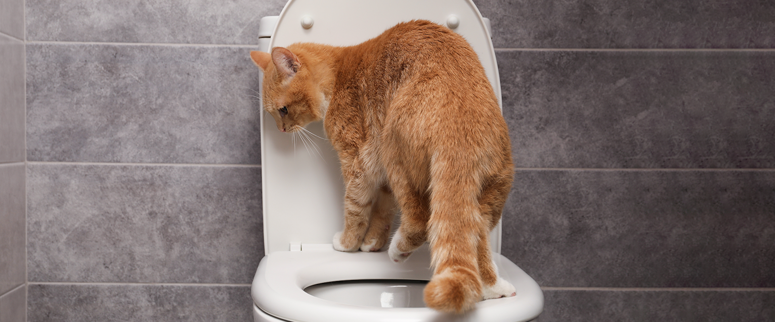 Should I Train my Cat to Use the Toilet? Pros and Cons ...