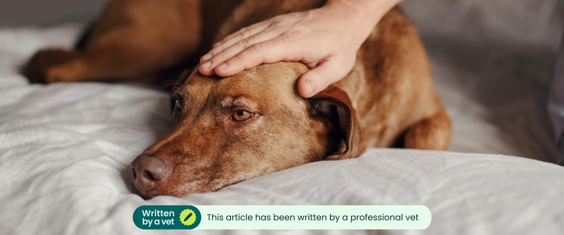 A sick dog laying down