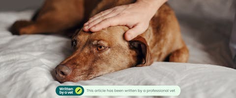 A sick dog laying down