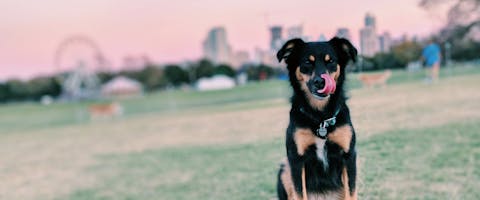 a tri-colored dog sitting and facing the camera in a park with a skyline in the background