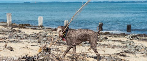 a gray hound walking along a Melbourne beach with a huge stick in its mouth