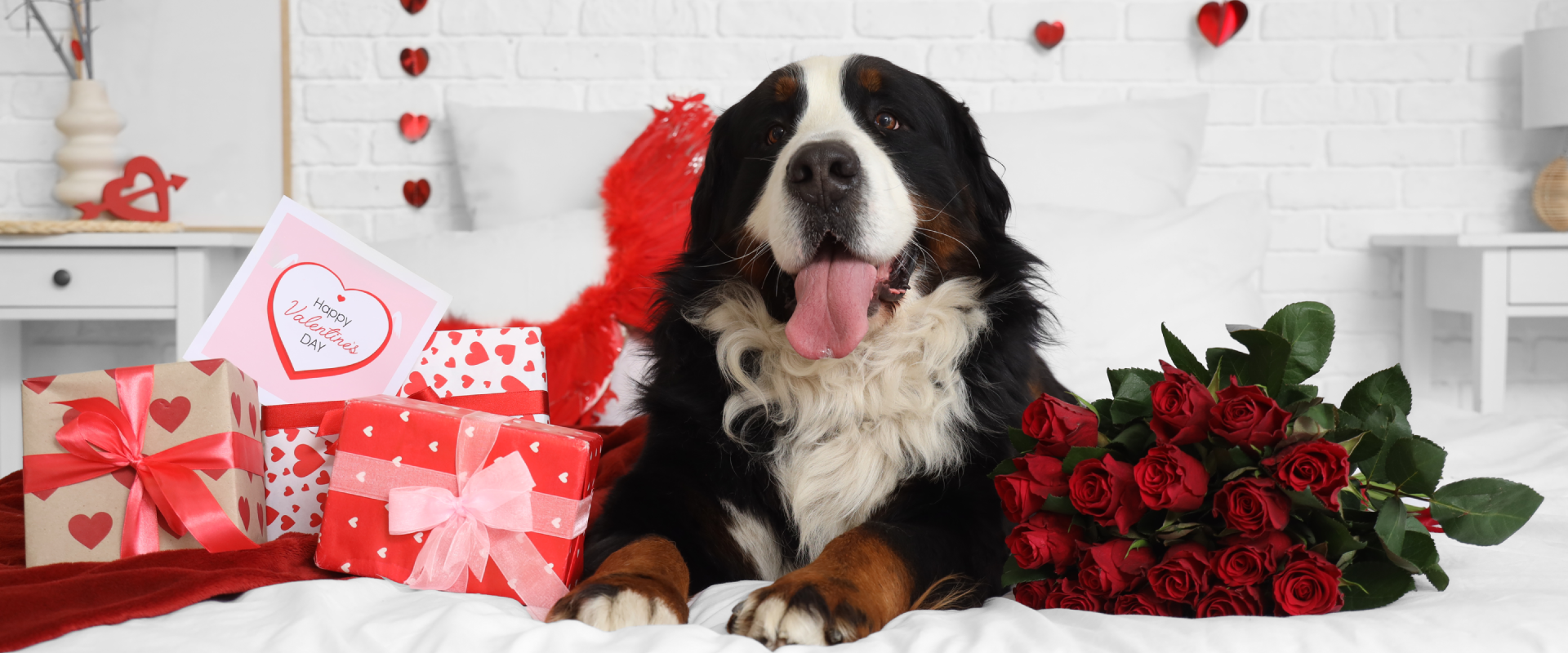 a Bernese Moutain Dog lying on a white bed surrounded by Valentine's Day gifts and red roses