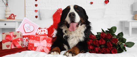 a Bernese Moutain Dog lying on a white bed surrounded by Valentine's Day gifts and red roses