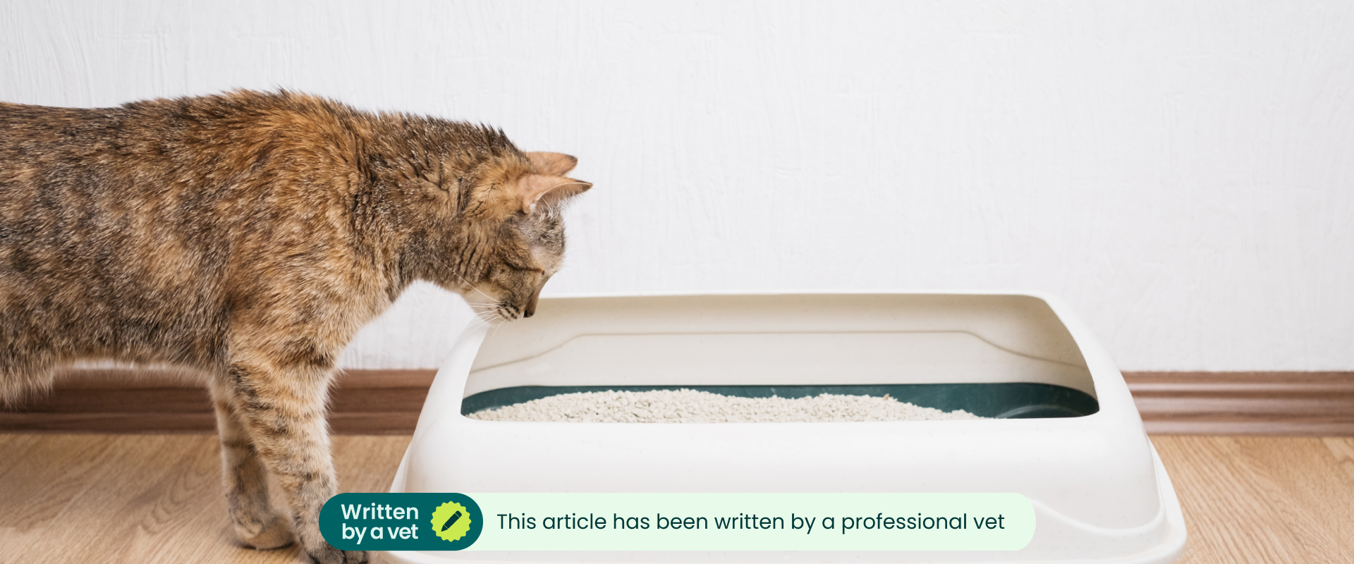 A cat peering into its litter box. This article has been written by a vet. 