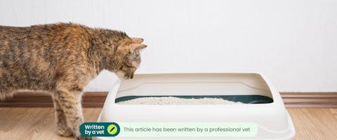 A cat peering into its litter box. This article has been written by a vet.