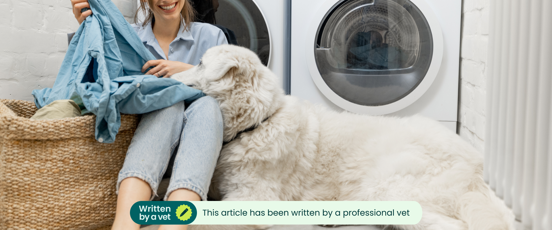 A person taking laundry out of a washing machine; a dog sniffing the fresh laundry. 