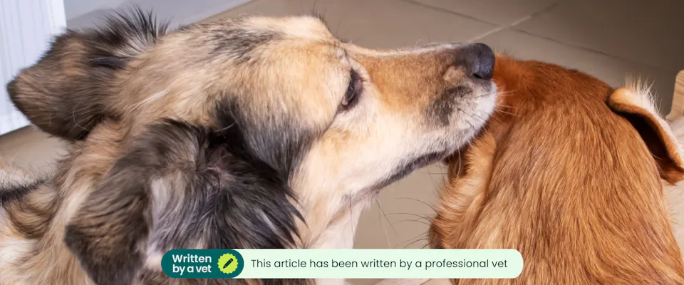 Mutt Example What is a mutt? Understanding mixed breed dogs | TrustedHousesitters.com