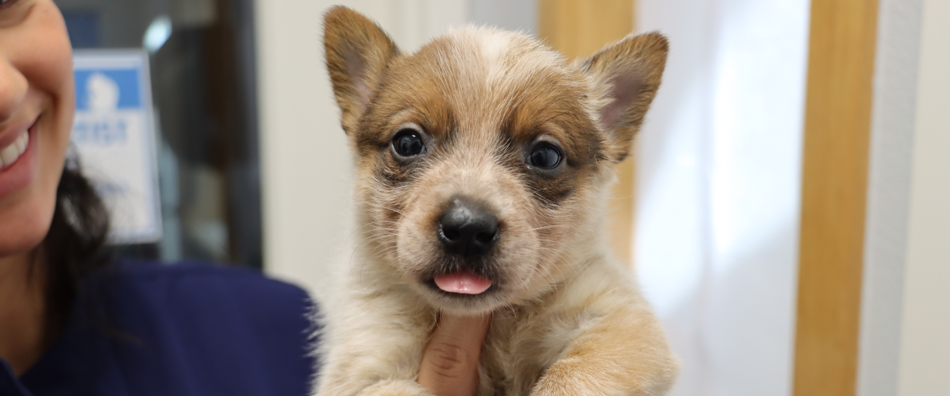 a smiling woman holding up an Australian Cattle Dog puppy with its tongue poking out