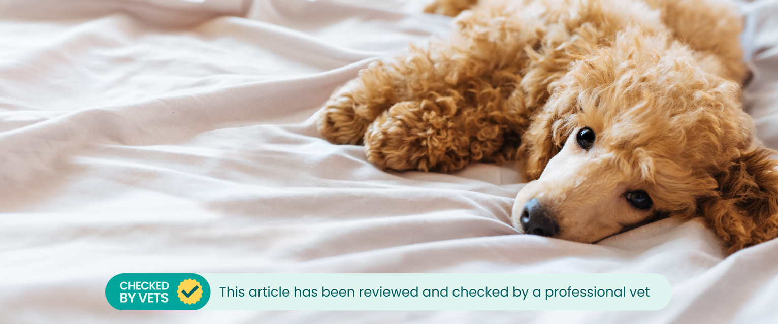 a Golden Doodle lying on a white bedsheet looking at the camera