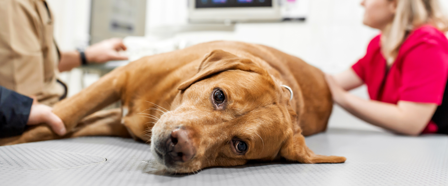 Symptoms of Colitis in Dogs: Causes, Treatment and Prevention ...