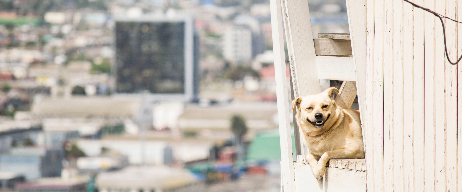 a panting dog leaning out of a decking with a view of San Antonio in the background