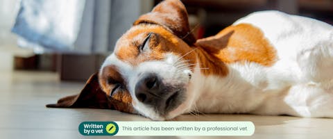 A dog sleeping. This article has been written by a professional vet.