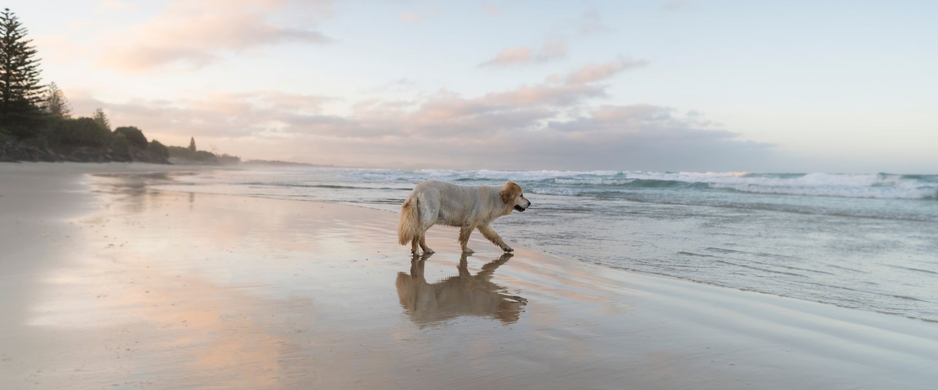 Dog on beach in Byron Bay, NSW