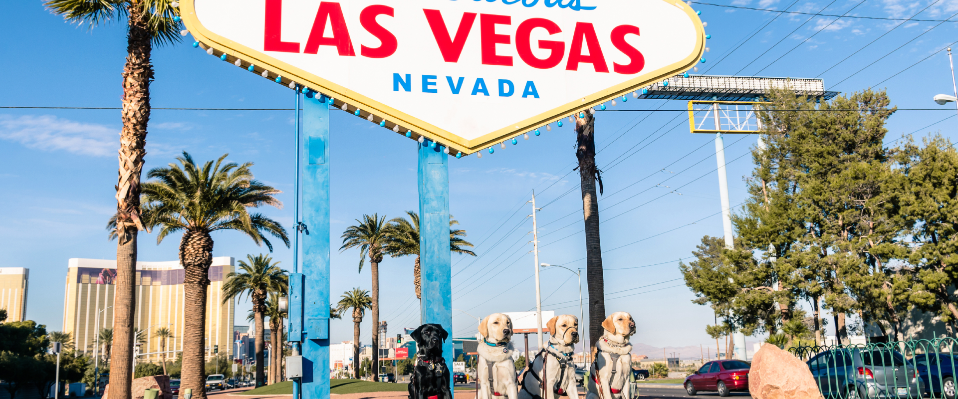 four dogs sitting in front of the Las Vegas welcome sign