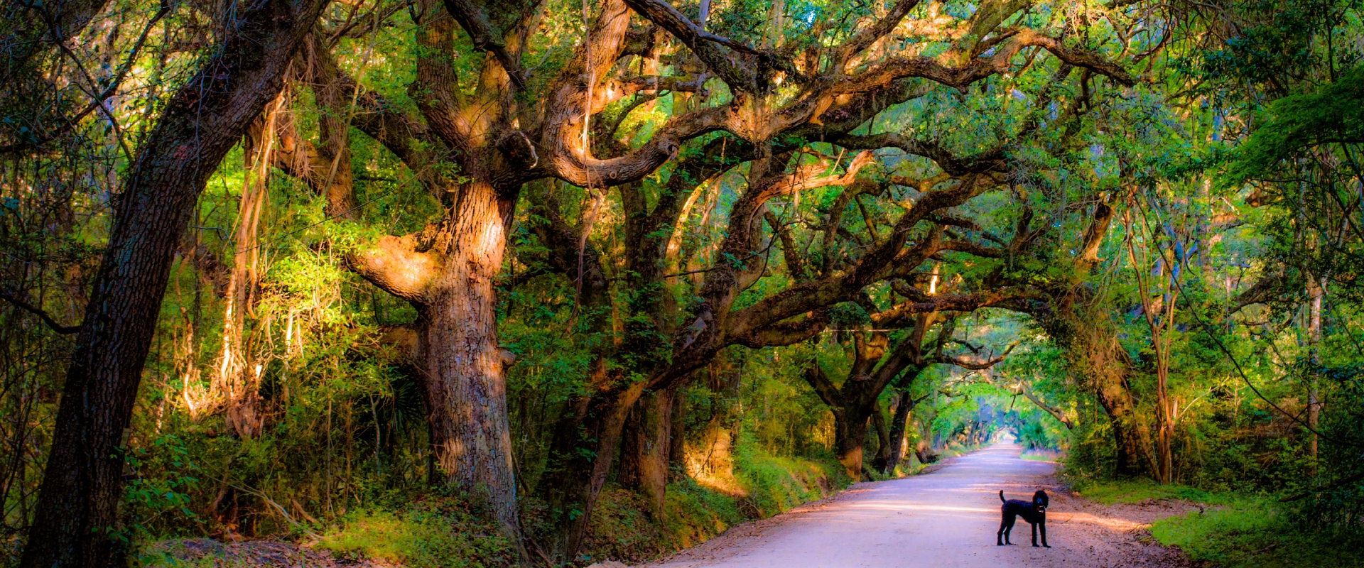 a dog standing on a dog-friendly trail, Charleston, South Carolina