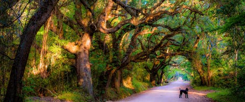 a dog standing on a dog-friendly trail, Charleston, South Carolina