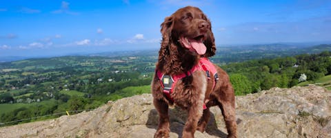 a brown spaniel in a red harness on a cliff with the Herefordshire countryside behind it