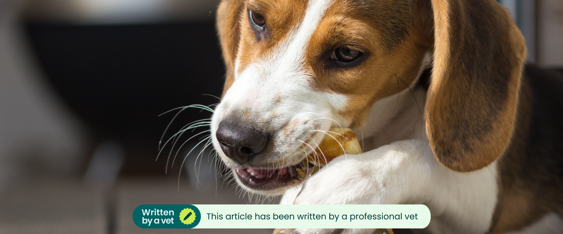 a close up of a beagle chewing on a bone