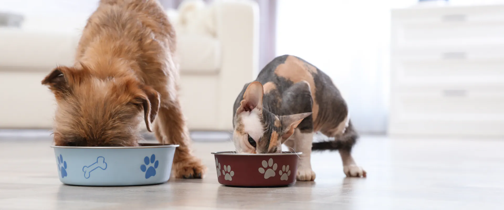 Beautiful view of Is It Safe To Feed Cat Dog Food Long Term