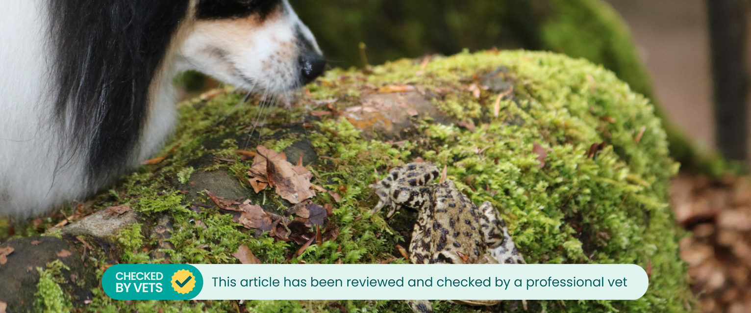a dog leaning forward to sniff a toad sitting on a moss covered log
