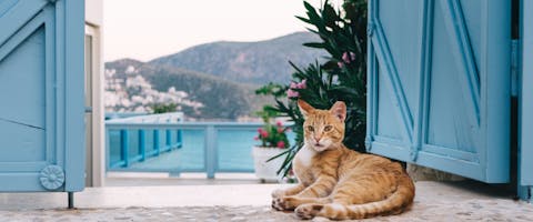 a ginger and white cat lying in front of two blue wooden doors leading to a luxury pool