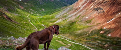 a chocolate Labrador looking down into a valley on a dog-friendly hike, Durango